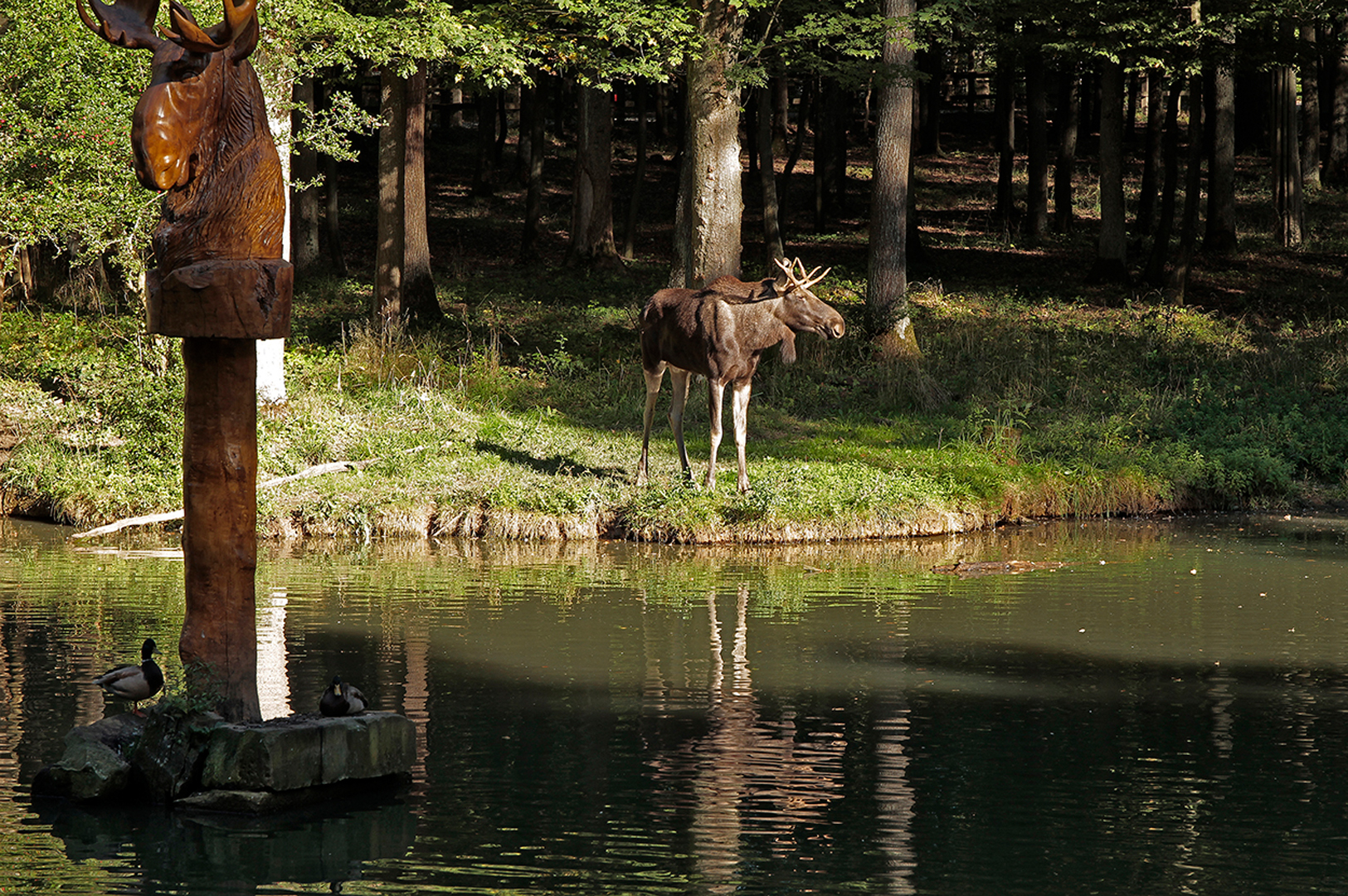 Wildpark an den Eichen - Schweinfurt 